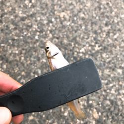 台風前のキス釣り