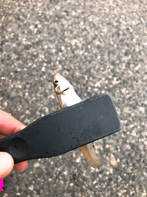 台風前のキス釣り