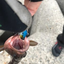 シーバス狙いが(T . T)