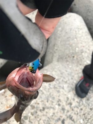 シーバス狙いが(T . T)