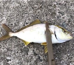 タチウオ狙いで8目釣り