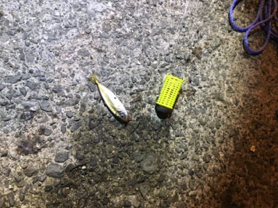 サビキ＆メバリング