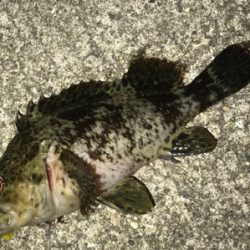 不発メバリング