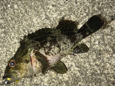 不発メバリング