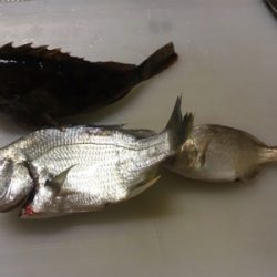 初‼︎ヒ〜ラ〜メ〜！