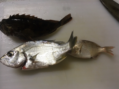 初‼︎ヒ〜ラ〜メ〜！