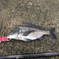 台風後入れ食いだ！