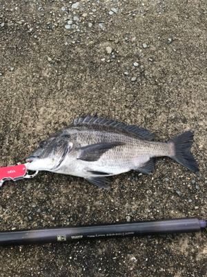 台風後入れ食いだ！