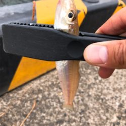 パワーイソメでもキス釣れる