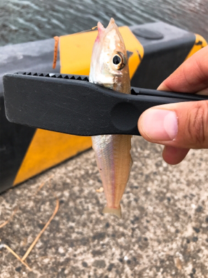 パワーイソメでもキス釣れる