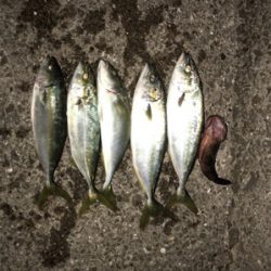 ツバスも大っきなってきたぞ！！！！