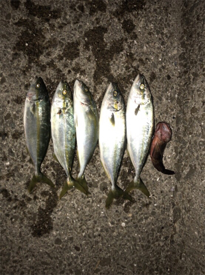 ツバスも大っきなってきたぞ！！！！