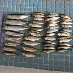 台風後のサビキ