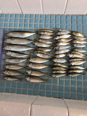 台風後のサビキ