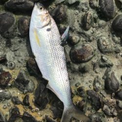 大潮干潮の名港シーバスデイゲーム