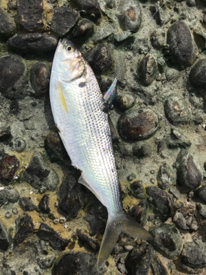 大潮干潮の名港シーバスデイゲーム