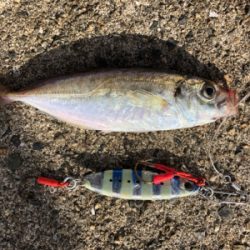 台風一過からのミニサゴシ他^_^