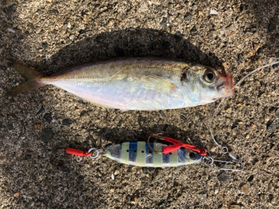 台風一過からのミニサゴシ他^_^