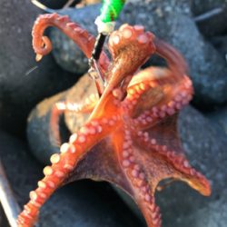 今日は、まぁまぁ！