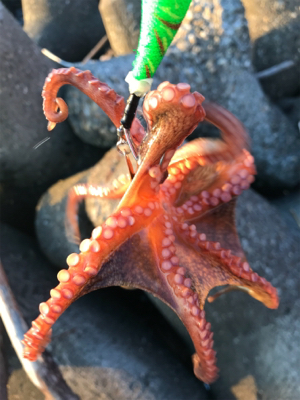 今日は、まぁまぁ！