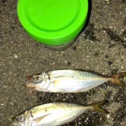 アジ今日もいたよ