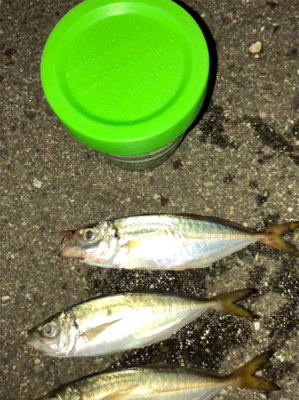 アジ今日もいたよ