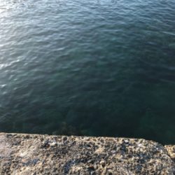 青物狙いでしたが…