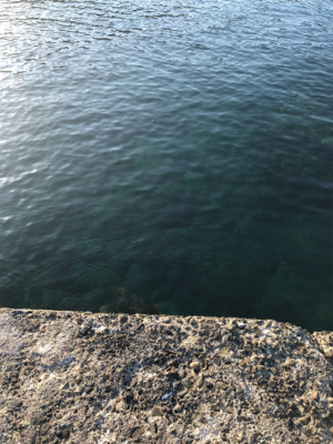 青物狙いでしたが…