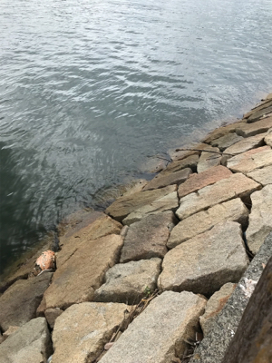 台風後期待して