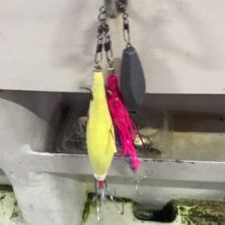 タコ釣り  今年は・・・