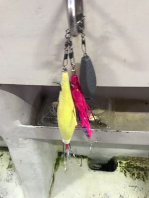 タコ釣り  今年は・・・