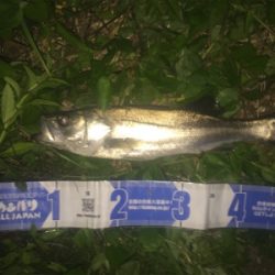 大野川水系ナイトゲーム