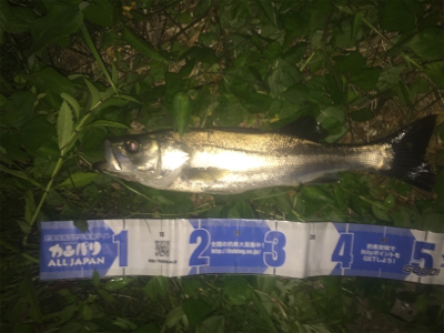 大野川水系ナイトゲーム