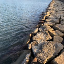 短時間シーバス釣行