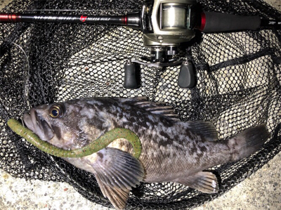 ネコリグとライトゲーム