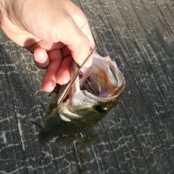 夕マズメラッシュ