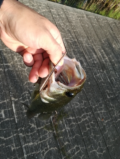 夕マズメラッシュ