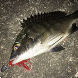 台風後チニング調査