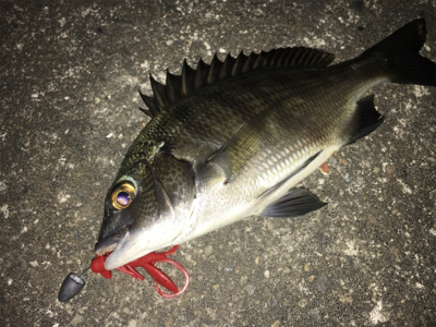 台風後チニング調査