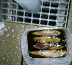 今期初イカメタル