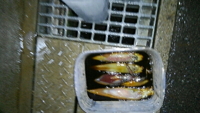 今期初イカメタル