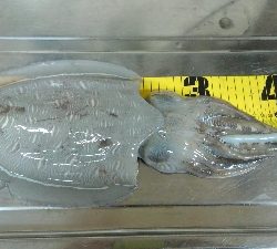 季節外れのコウイカ