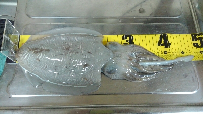 季節外れのコウイカ