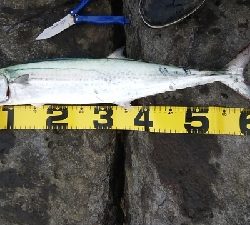 地磯釣行！ヒラマサ、サワラ