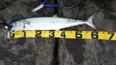 地磯釣行！ヒラマサ、サワラ