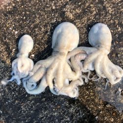 播磨オクトパッシング