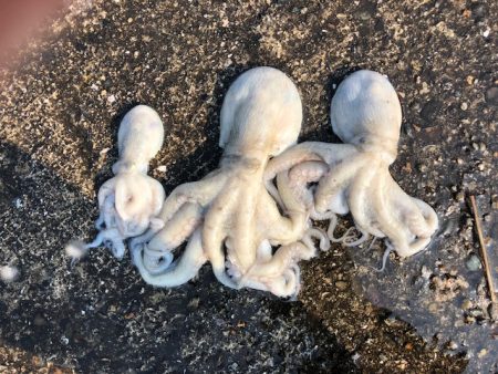 播磨オクトパッシング