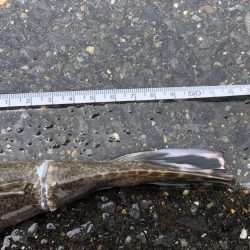 先週に続き今週も