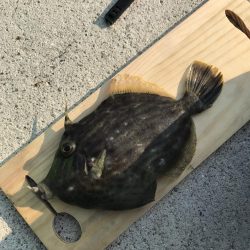 丸ソーダカツオ