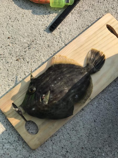 丸ソーダカツオ